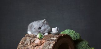 hamster hygger sig oven på sit hjem