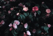 blomster