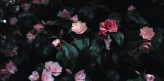 blomster