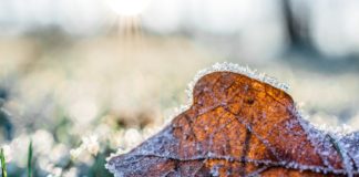 frost